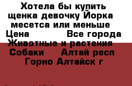 Хотела бы купить щенка девочку Йорка 2 месетса или меньше › Цена ­ 5 000 - Все города Животные и растения » Собаки   . Алтай респ.,Горно-Алтайск г.